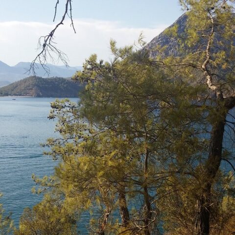 Sea